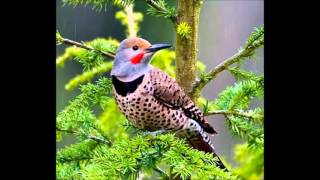 Northern Flicker calls [upl. by Adabel]