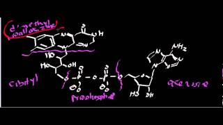 Biochemistry  Succinate Dehydrogenase Complex II [upl. by Sibelle]