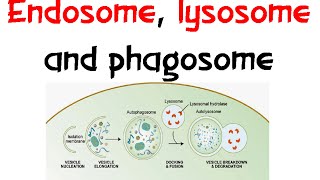 Endosome Lysozome and phagosome [upl. by Clarabelle]