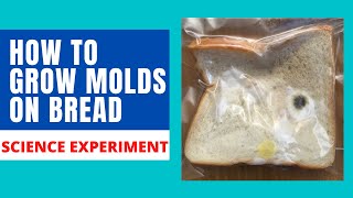 HOW TO GROW MOLDS  GROW MOLDS ON BREAD  BREAD MOLD EXPERIMENT [upl. by Pulchi546]