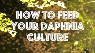 How To Feed Your Daphnia Culture [upl. by Abie]