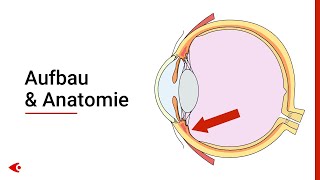 Das Auge  Aufbau und Anatomie [upl. by Yeldahc]