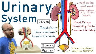 Urinary System  Structure Function Plastinated Kidney and Bladder 3D Model [upl. by Griffis]