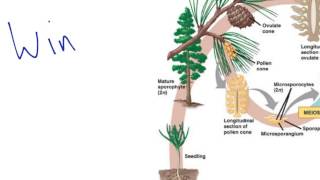 Gymnosperm Reproduction [upl. by Zulch]