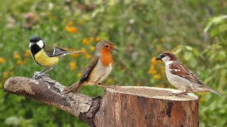 Horas de Canto de pájaros en el bosque en primavera canto de pájaros en el campo [upl. by Neelyam]