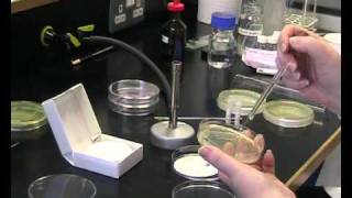 oxidase test [upl. by Eimac]