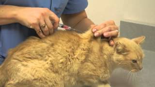 Local Experts Granite City Pet Hospital How to Inject a Cat [upl. by Norri806]