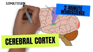 2Minute Neuroscience Cerebral Cortex [upl. by Roldan]