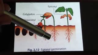 Epigeal and Hypogeal Germination [upl. by Mariette660]