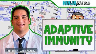 Immunology  Adaptive Immunity [upl. by Corliss]