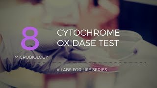 Cytochrome Oxidase Test [upl. by Jordans]