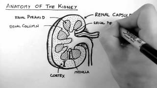 Renal Anatomy 1  Kidney [upl. by Zeugirdor]