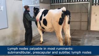 Lymph node palpation in ruminants [upl. by Aneeles]