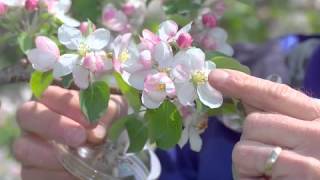 Pollination Methods Fruit Trees [upl. by Rehnberg90]