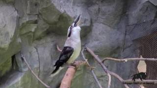 Kookaburra Distinctive Call Compilation [upl. by Pegma]