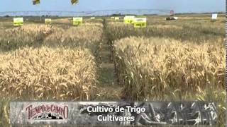 Cultivo de Trigo [upl. by Aelam]