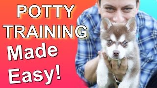 How to Potty Train your Puppy EASILY Everything you need to know [upl. by Nagud750]