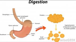 What is Protease [upl. by Acirretal]