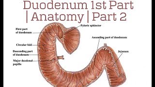 H Pylori and Peptic Ulcer Symptoms amp Testing Candidates [upl. by Euqininod126]