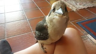 Wild kookaburra comes inside [upl. by Beaumont]