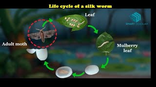 Life cycle of a silk worm [upl. by Ilysa655]