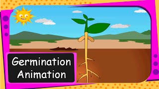 Science  Seed Germination Animation From seed to plant  English [upl. by Earleen652]