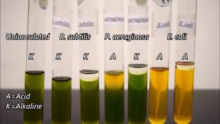 Microbiology Oxidation and Fermentation Tests Timelapse [upl. by Ajim]