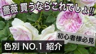 ver2020🌹初心者様必見❗️【薔薇】買うならこれでしょ🌹✨色別No 1発表😊🐻育てやすい薔薇、人気の薔薇紹介🌹✨ [upl. by Liponis]