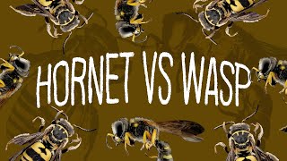 Hornet VS Wasp  Whats The Difference [upl. by Ydnac748]