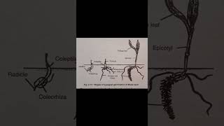 prshorts💎stages of hypogeal germination of maize seeds [upl. by Dabbs]