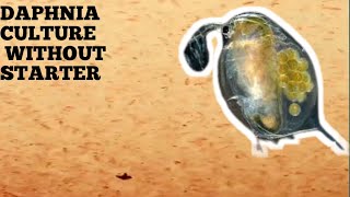 HOW TO CULTURE DAPHNIA NATURALLY WITHOUT A STARTER [upl. by Igig]