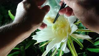 How to hand pollinate the dragon fruit flower [upl. by Bigner]