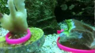 Montipora Eating Nudibranchs vs Hungry Wrasse [upl. by Jadwiga538]