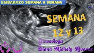 SEMANA 12 Y 13 EMBARAZO SEMANA A SEMANA POR GINECOLOGA DIANA ALVAREZ [upl. by Slosberg341]