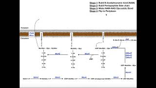 Biosynthesis of Peptidoglycan in Bacteria [upl. by Kcoj886]