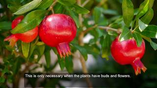 Why pomegranate flowers are not converting to fruits [upl. by Bashemeth]