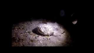 Angler fish eating smaller fish in Norwegian fjord [upl. by Yanej]