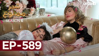 ShajareMamnu  Episode 589  Turkish Drama Forbidden Fruit  Urdu Dubbing18 September 2023 [upl. by Dnartreb]