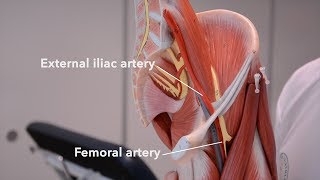 Arteries of the lower limb [upl. by Nahtanhoj323]