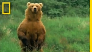 Kodiak Bears Eat Whale  National Geographic [upl. by Aihsikal]