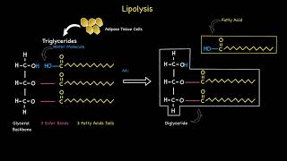 Lipolysis [upl. by Dasa]