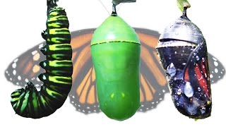 Monarch Butterfly Metamorphosis Timelapse FYV [upl. by Hagan357]