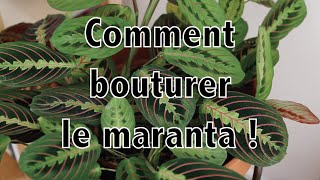 Comment bouturer le maranta   Vertbobo [upl. by Wenoa]