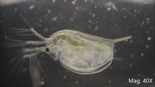 Daphnia magna under the Microscope [upl. by Boehmer545]