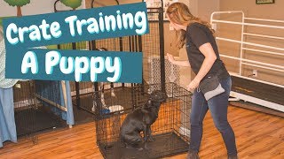 Crate Training a Puppy While at Work [upl. by Nace91]