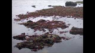 V Seaweed Culture in New England Chondrus Part 5 of 6 [upl. by Mihsah890]