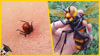 Top 10 Gevaarlijkste Insecten ter Wereld [upl. by Neehcas]