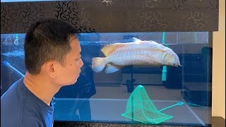 LIOW VIDEO Death Of My Arowana quotTurtlequot 过背金龙死了 [upl. by Natelson]