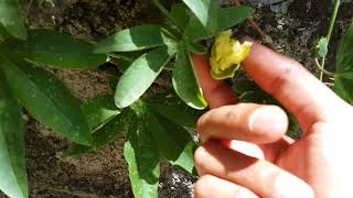 Why Passion fruit flowers fallen before turn to fruit [upl. by Akinot]