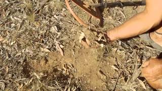 Gold prospecting Bendigo Victoria AUS [upl. by Neih]